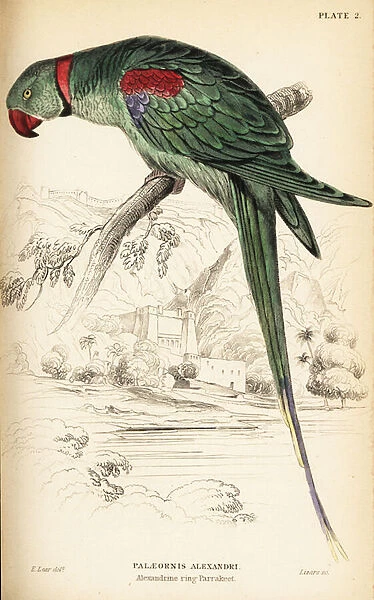 Alexandrine parakeet or Alexandrine parrot, Psittacula eupatria