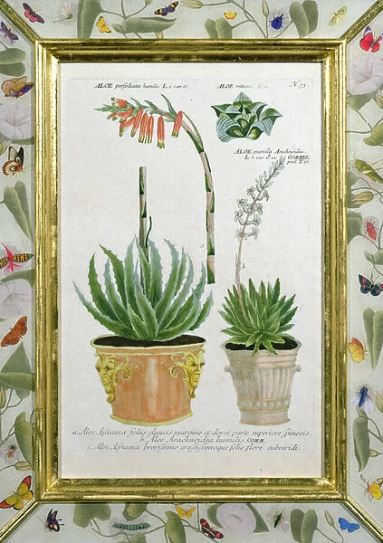 Aloe, c. 1740 (hand-coloured engraving)