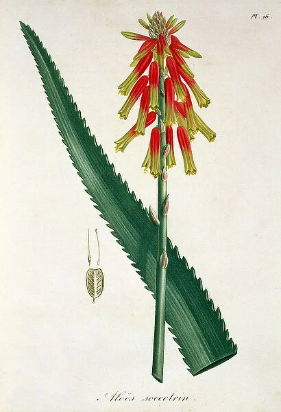 Aloe from Phytographie Medicale by Joseph Roques (1772-1850)