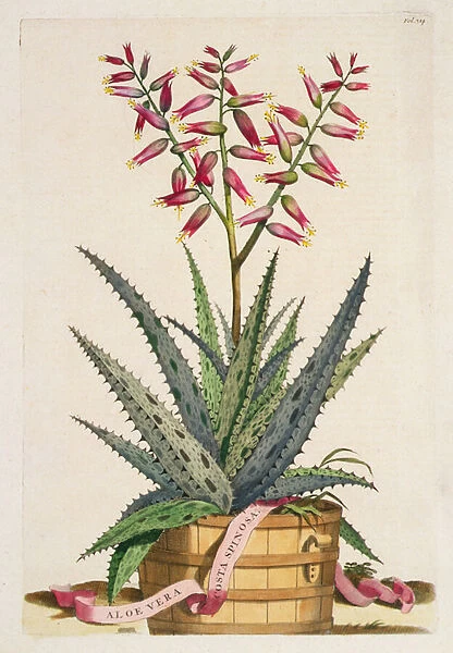 Aloe Vera Costa Spinosa, from Phytographia Curiosa, published 1702 (coloured engraving)