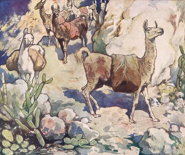 Alpacas on a mountain path, illustration from Helpers Without Hands by Gladys Davidson, published in 1919 (colour litho)