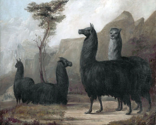 Alpacas (oil on canvas)