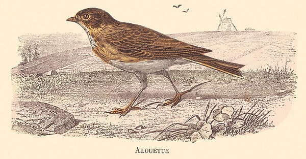 ALPHABET ILLUSTRATES BIRDS LARK, 1912 (illustration)