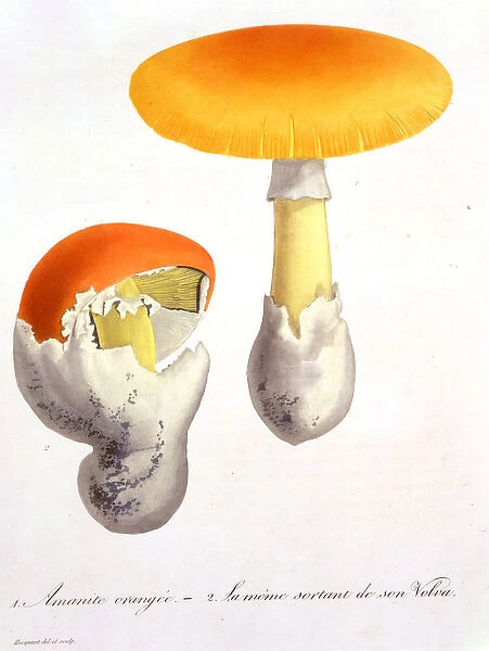 Amanita Caesaria from Phytographie Medicale by Joseph Roques (1772-1850)