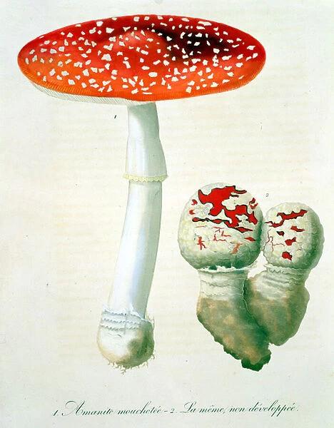 Amanita Muscaria from Phytographie Medicale by Joseph Roques (1772-1850)