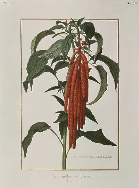 Amarantus Caudatus (w  /  c on vellum)