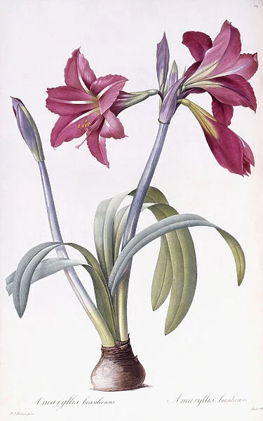 Amaryllis Brasiliensis (Brazilian Amaryllis), 1802-1816