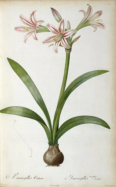 Amaryllis Vittata, from Les Liliacees by Pierre Redoute, 8 volumes, published 1805-16