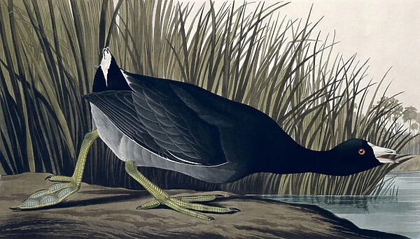 American Coot, from Birds of America, 1835 (coloured engraving)