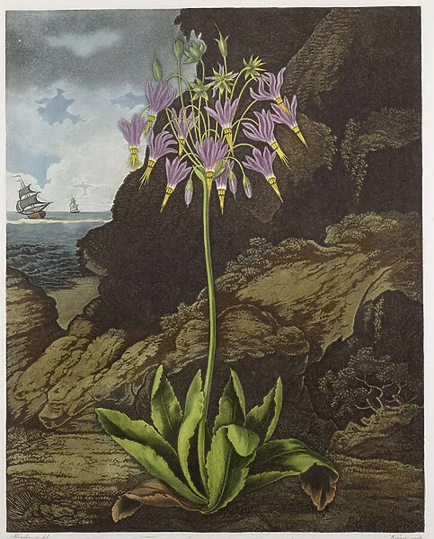 The American Cowslip, engraved by Warner, from The Temple of Flora