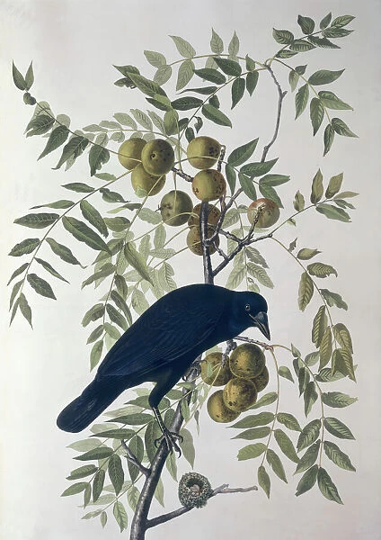 American Crow, from Birds of America (coloured engraving)
