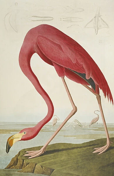 American Flamingo, from The Birds of America