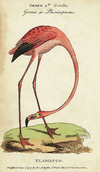 American flamingo, Phoenicopterus ruber