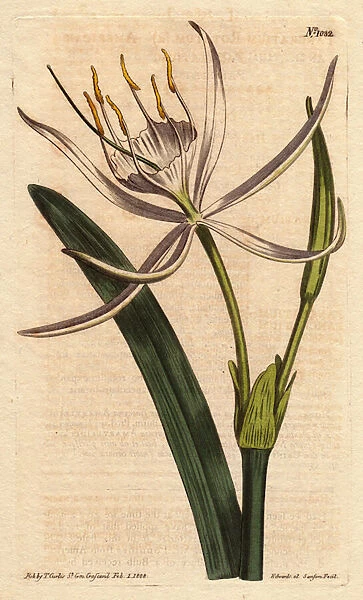 American pancratium has fragrant white flowers. American pancratium with white fragrant flowers. Pancratium rotatum. Handcolored copperplate engraving from a botanical illustration by Sydenham Edwards from William Curtiss '