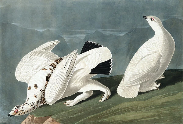 American Ptarmigan, Tetrao Mutus: White Tailed Grous, Tetrao Leucurus