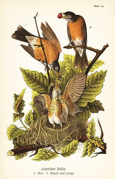 American robin, Turdus migratorius, male 1, female 2 and young in nest