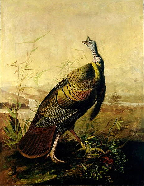 The American Wild Turkey Cock (oil on canvas)