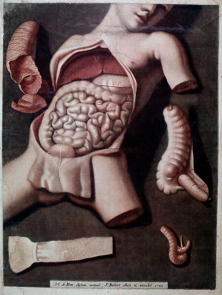 Anatomical board representing the inside of a human beings abdomen: instestins