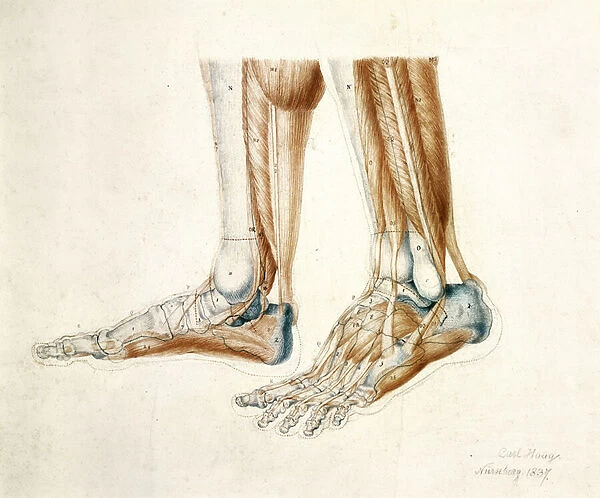 Anatomical Drawing of a Mans Feet, 1837 (black & red chalks on paper)
