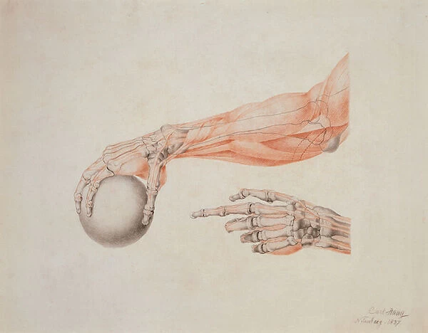 Anatomical Hands, 1837 (coloured chalks on paper)
