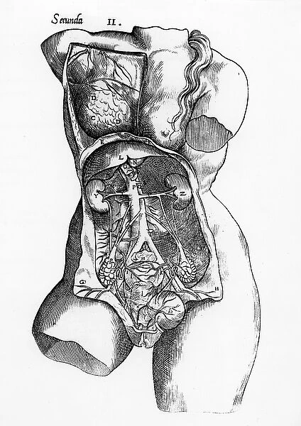 Anatomical study of the female human body (engraving) (b  /  w photo)