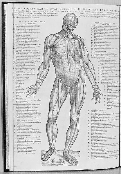 Anatomical study, illustration from De Humani Corporis Fabrica Librorum Epitome