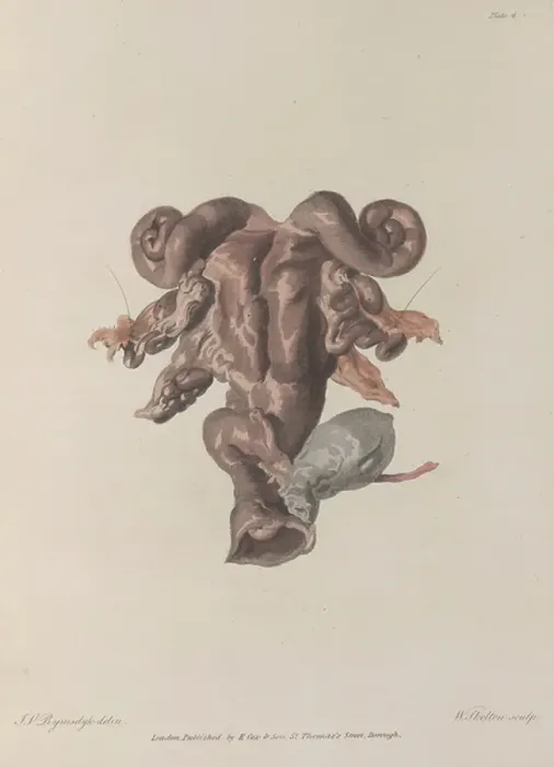 Framed Print : Anatomy. BL3280555 Anatomy; British Library, London, UK; (add.info.