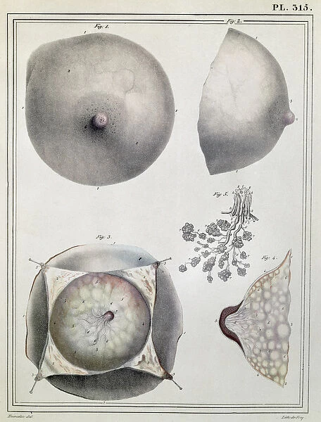 Anatomy of the breast, from Manuel d Anatomie descriptive du Corps Humain