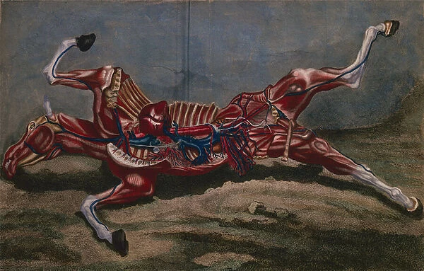 Anatomy of a horse, from Cours d Hippiatrique ou Traite Complet de la Medecine