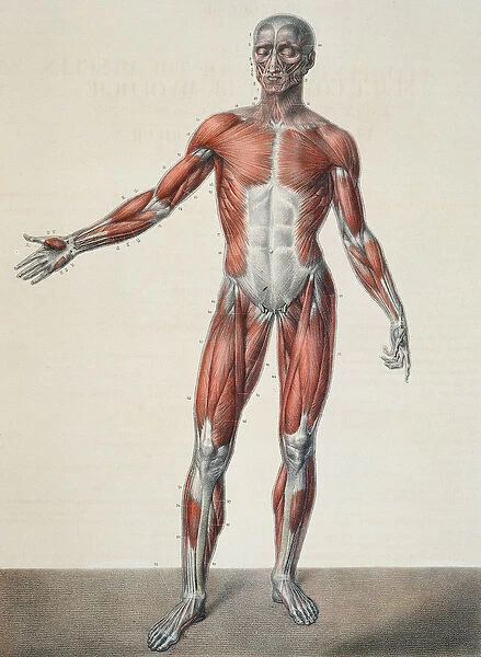 Anatomy of the human body, from Traite Complet d Anatomie de l Homme