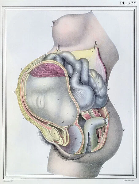 Anatomy of a pregnant woman, from Manuel d Anatomie descriptive du Corps