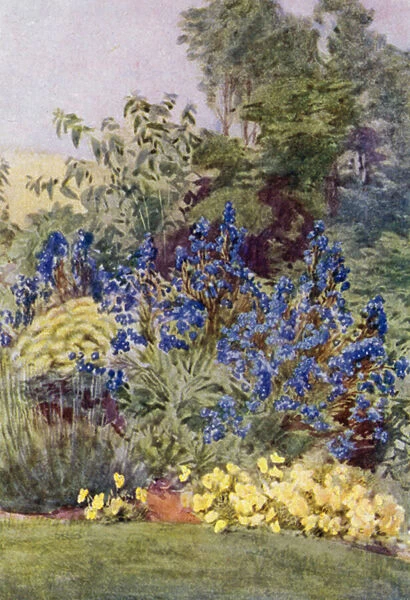 Anchusa Italica Dropmore variety, the Dropmore Alkanet, with Clematis recta and Violas (colour litho)