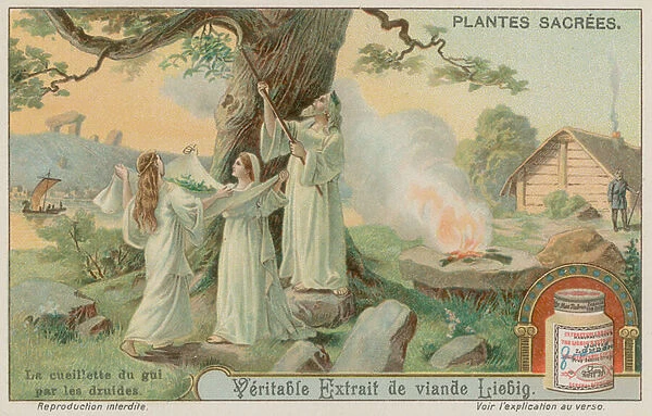Ancient druids gathering mistletoe (chromolitho)