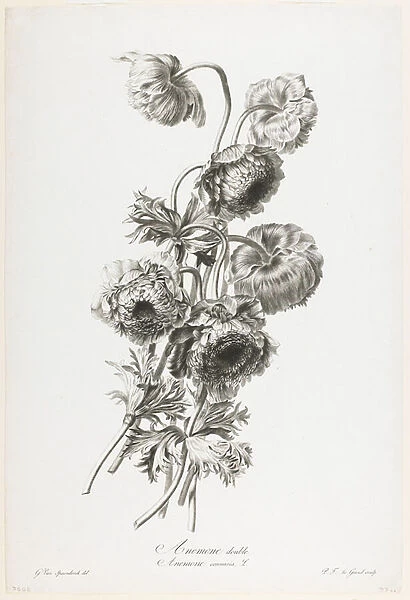 Anemone double, from Fleurs Dessinees d apres Nature, c. 1800 (stipple engraving)