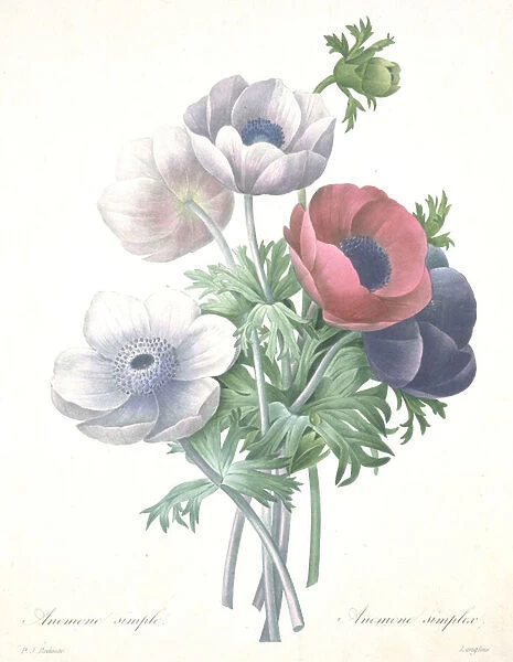Anemone simple, Anemone simplex, engraved by Francois Langlois