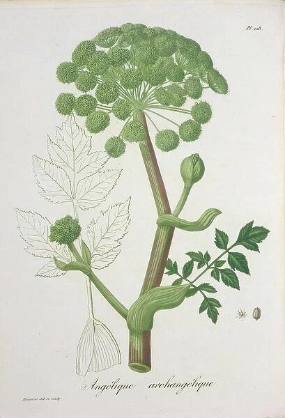 Angelica Archangelica from Phytographie Medicale by Joseph Roques (1772-1850)
