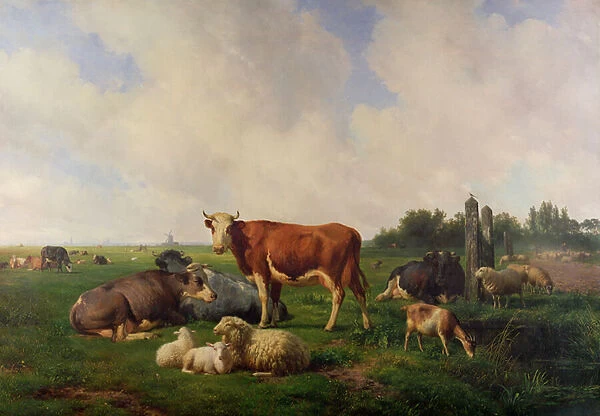 Animals Grazing in a Meadow