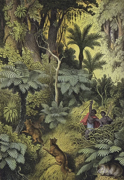 Animals and plants of the coastal forests of Australia (colour litho)
