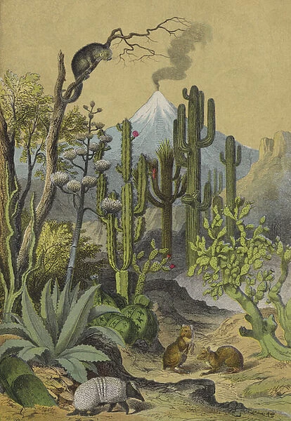 Animals and plants of Mexico (colour litho)