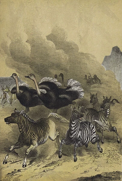 Animals of Southern Africa (colour litho)