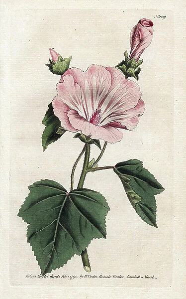 Annual purple or quarterly lavater - Lithograph by James Sowerby (1757-1822), from William Curtis's Botanical Magazine (1746-1799), 1790 (England) - Annual mallow