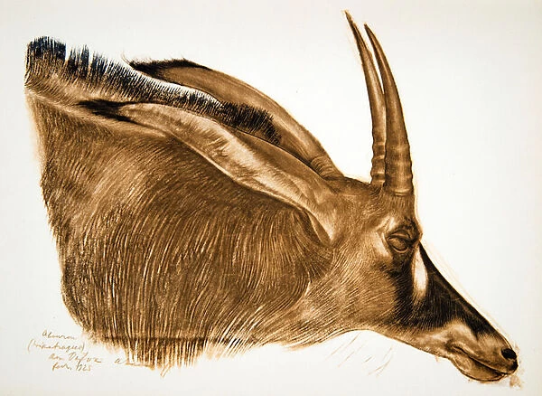 Antilope Hippotrague (Am Dafok), from Dessins et Peintures d Afrique
