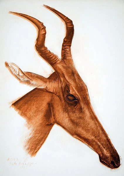 Antilope Jackson (Am Dafok), from Dessins et Peintures d Afrique