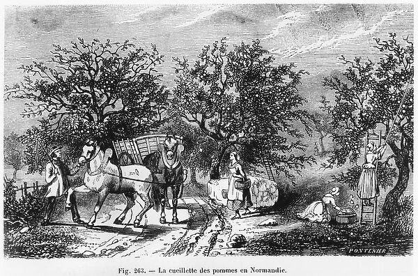 Apple Picking in Normandy (engraving) (b  /  w photo)