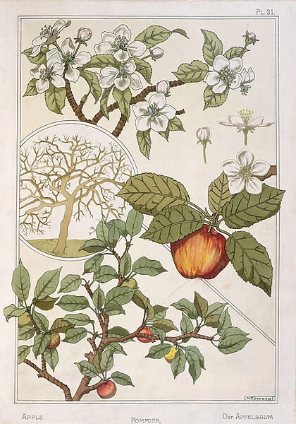 Apple Tree, Fruits and Flowers, from Encyclopedie Botanique, c. 1900 (colour litho)