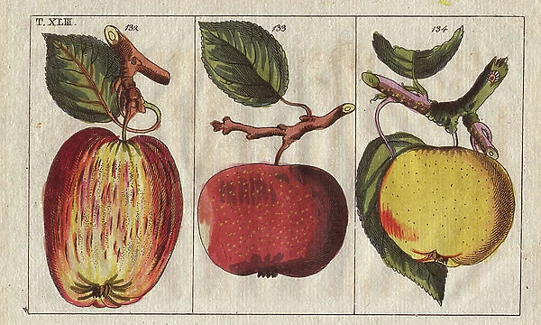 Apple varieties, Malus domestica: Scarlet nonpareil, Sydenham and winter apple