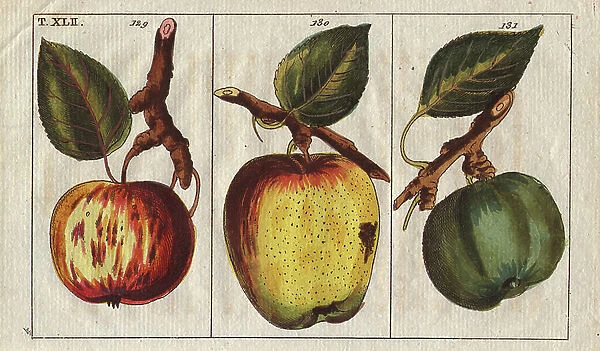 Apple varieties, Malus domestica: Rubinerapfel, Bohnenapfel, and Feigenapfel fig apple