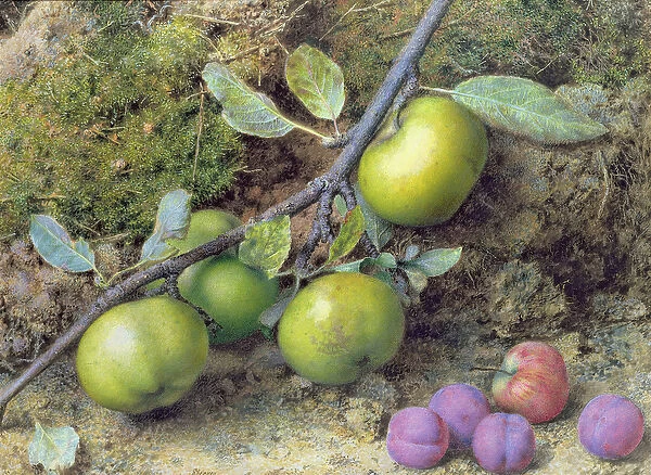 Apples and Plums on a Mossy Bank (gouache)