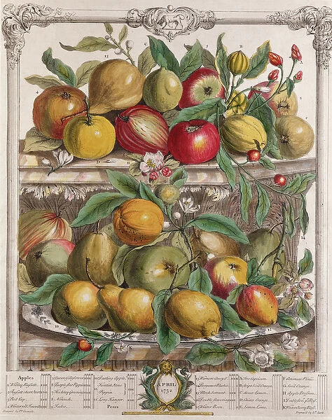 April, from Twelve Months of Fruits, by Robert Furber (c. 1674-1756) engraved by J