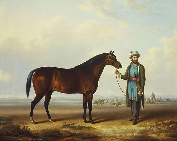 An Arab stallion held by a groom with an encampment beyond (oil on canvas)